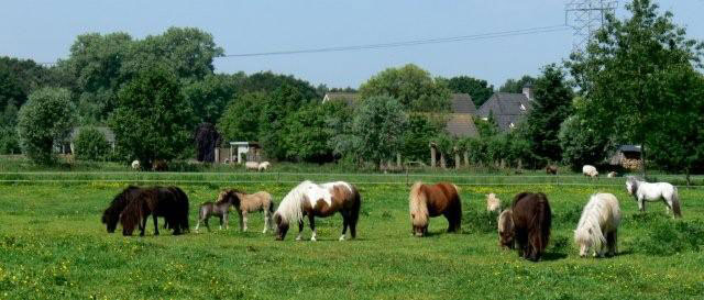 Foto: Jopie vd Winkel